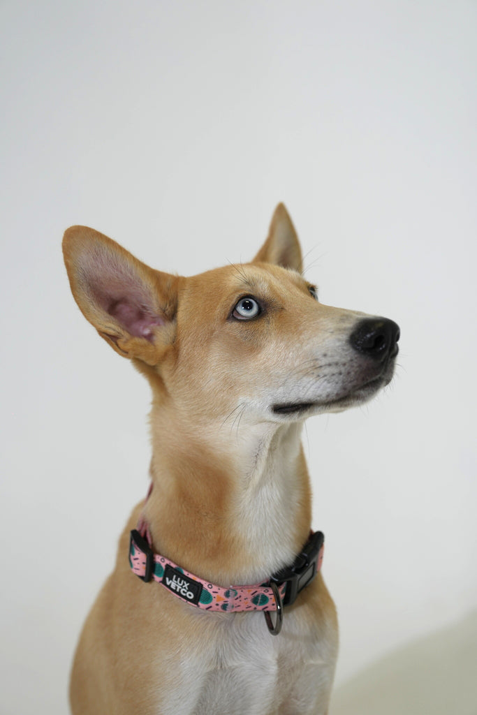 Pink Retro Bell Luxvetco Collar