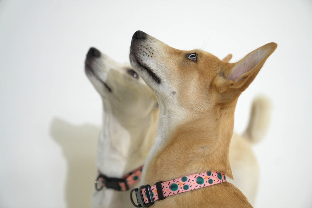 Pink Retro Bell Luxvetco Collar