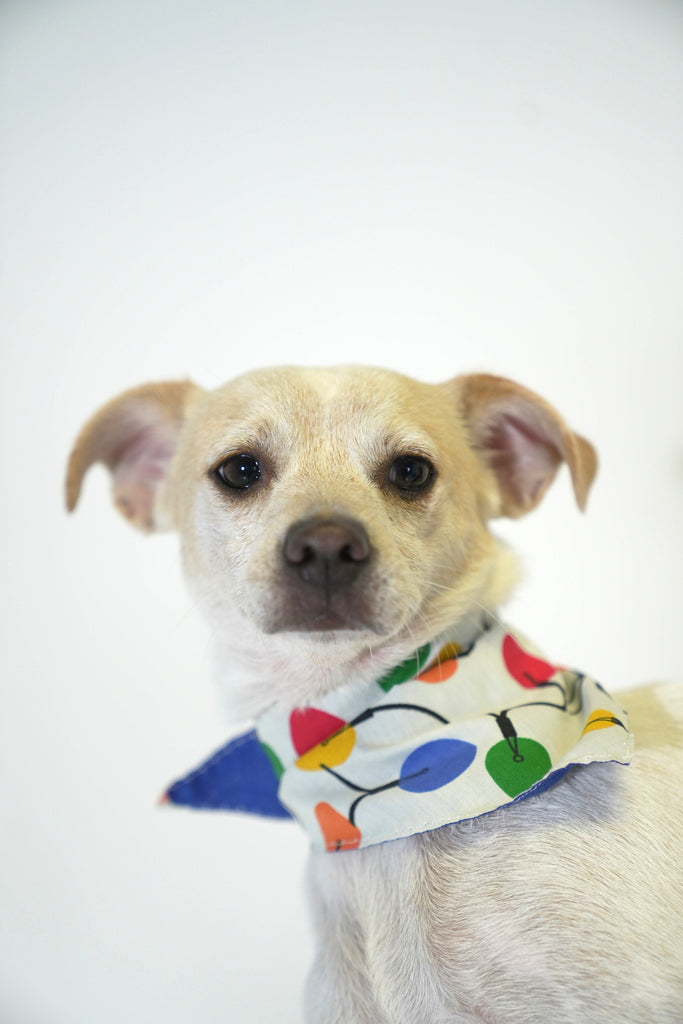 Encendido Navideño Bandana