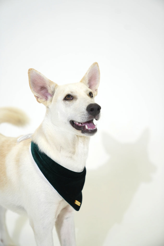 Hunter Green Velvet Christmas Bandana