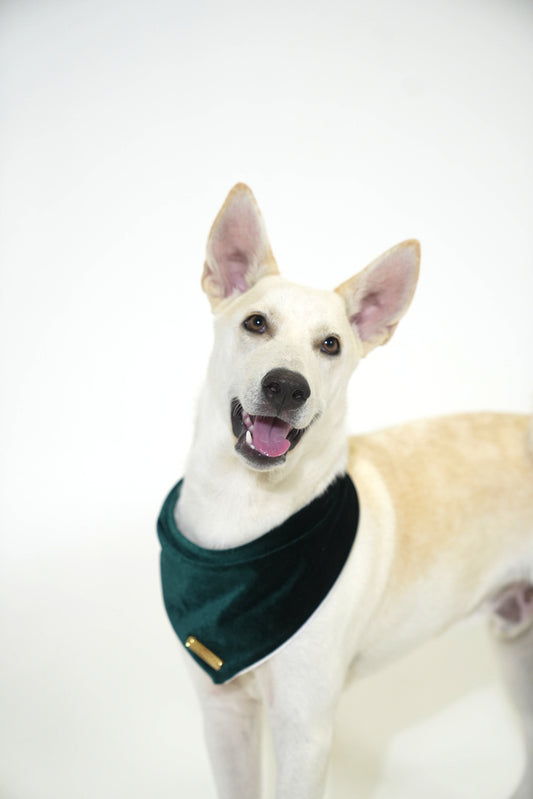 Hunter Green Velvet Christmas Bandana