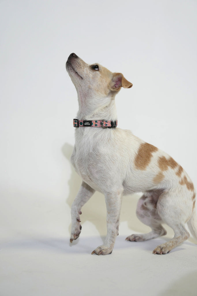 Pink Retro Bell Luxvetco Collar